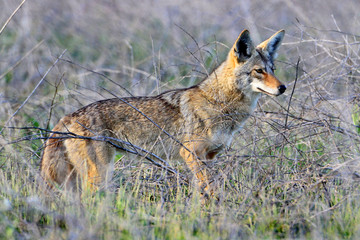 Coyote (Canis latrans)