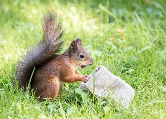 hungry squirrel in search of food in park. squirrel eating nuts from sackcloth bag