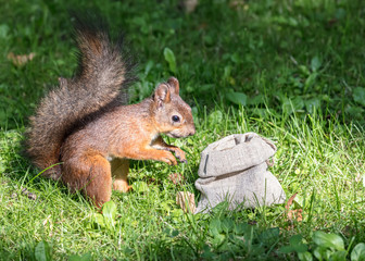 Naklejka na ściany i meble little park squirrel standing in green grass and stealing nuts from cloth bag