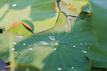 Water on a lotus leaf big background with copy space.