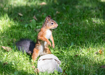 funny young red squirrel in search of food in city park. nuts for wild squirrel in cloth bag
