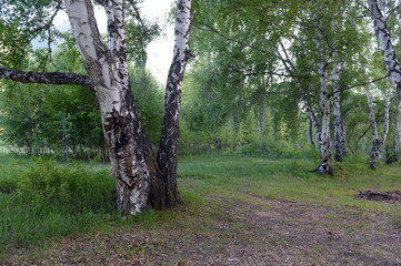 Fototapeta premium Birches on the bank of the river Big Yaloman. Mountain Altai