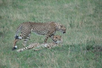Animals