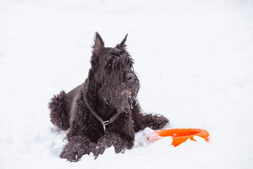 Black big dog Riesenschnauzer in the snow