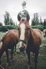 Naklejka premium Brown Horse