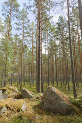 Pine wood, boulders and moss during the summer