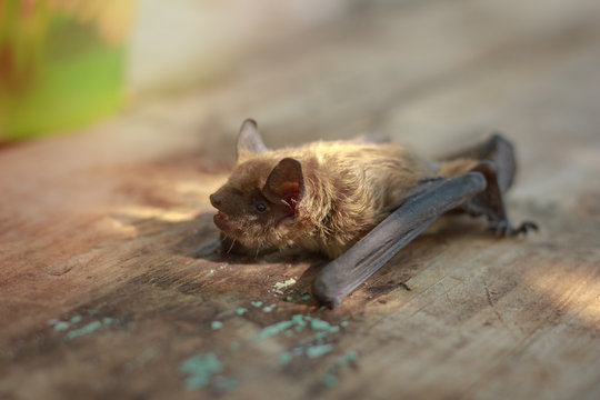 Bat small on a wooden table in the afternoon