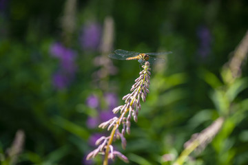 ヤナギランの蕾にとまるトンボ
