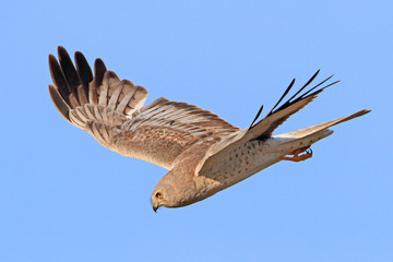 Northern Harrier (Circus cyaneus) 