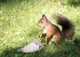Naklejka na ściany i meble funny little red squirrel sitting in green grass near the bag with nuts