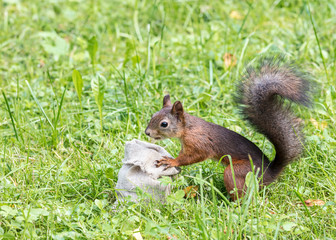 little red squirrel searching for food in the sackcloth bag with nuts