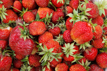 Red strawberry with green leaves. Natural food, a healthy lifestyle. Close-up. Selected focus.
