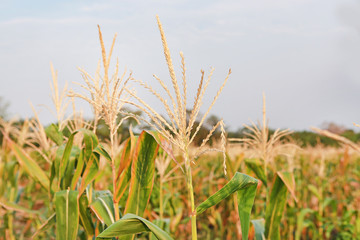 Naklejka premium Dried of corn flower in the summer field.