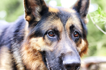 Muzzle of a Dog German Shepherd. Attention on the eyes