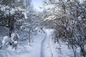 Snow covered trees in a winter. Cold weather