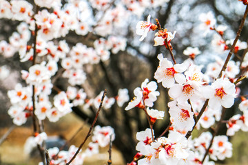 Peach blossom