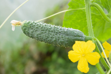Cucumber on the stem