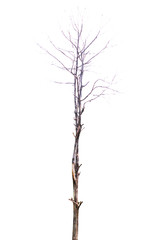 Barren tree on isolated background. nature