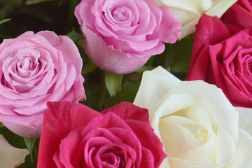 A large bouquet of red, pink and white roses close-up. Background of roses. Congratulations on the holiday. Love and tenderness.