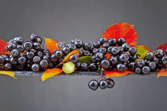 Black chokeberry with autumn leaves on a dark background.