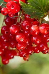 Red currants on the bush branch in the garden.