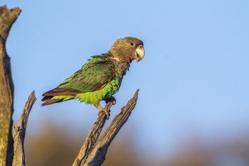 Fototapeta premium Cape Parrot in Kruger National park, South Africa ; Specie Poicephalus robustus family of Psittacidae