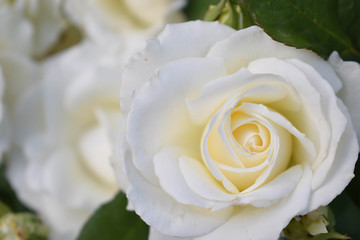 Beautiful white rose. Close up
