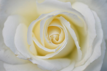 Beautiful white rose. Close up