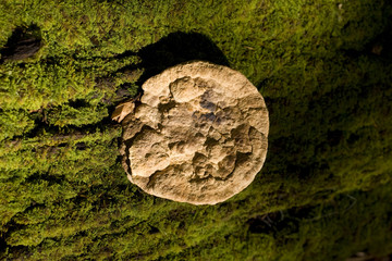 クッキーのような、サルノコシカケ