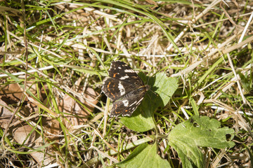 Araschnia levana - Butterfly in nature.