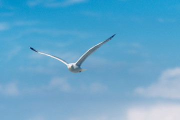 Seagull flying