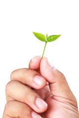 World Environment Day. photo. nature. Leaves. hand. on white background