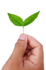 World Environment Day. photo. nature. Leaves. hand. on white background