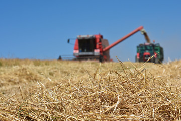 Fototapeta premium moissons agriculture culture recolte cereales grains paille agriculteur agricole plante terre environnement bio machines champs secheresse canicule ete meteo soleil chaleur 2018