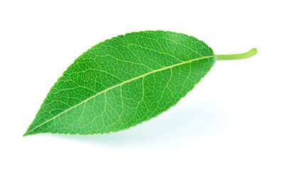 Pear leaf isolated on a white background with clipping path. One of the best isolated pears leaves that you have seen.