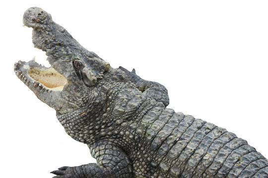 crocodile in Zoo. thailand crocodile. Asia. Freshwater crocodile