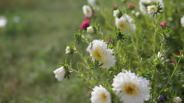 Schmetterling fliegt von einer Blume weg