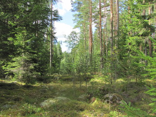 Fototapeta premium Pine forest on a sunny summer day