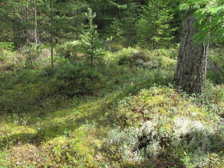 Pine forest on a sunny summer day
