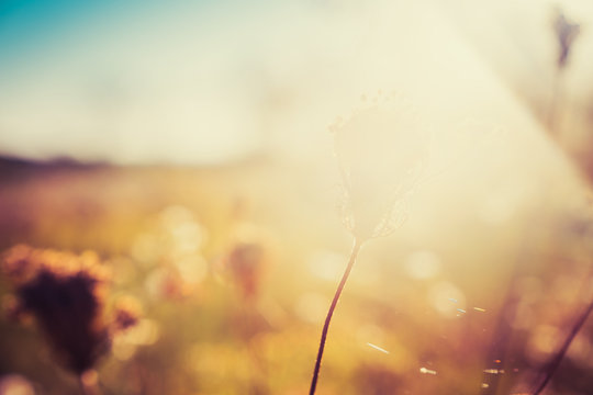Fototapeta Wildflowers on blurred bokeh vintage background. Sunlight with spider web