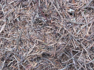 Anthill in the woods close up