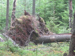 The trunks of fallen trees and snags in the forest