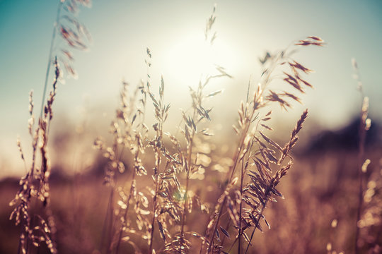 Fototapeta Autumn grass and wildflower background with sunlight. Blurred bokeh background