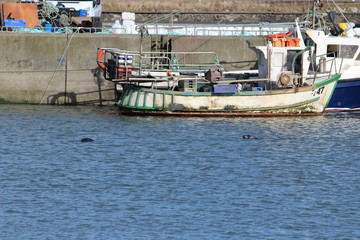 Sea lion in the harbour of howht, irland