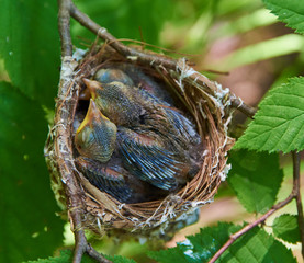 Red-eyed Vireo chicks