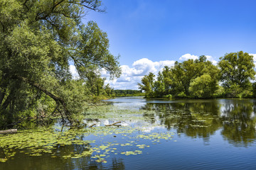 Fototapeta na wymiar River landscape on a beautiful summer day.