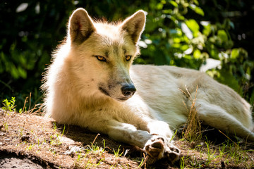 Fototapeta premium Weißer arktischer Wolf rastet in der Hitze des Sommers