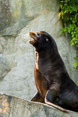 Obraz premium Porträt eines Seelöwen