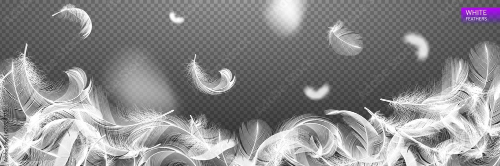 Wall mural falling twirled realistic feathers isolated on a transparent background. easy style, can be used in 