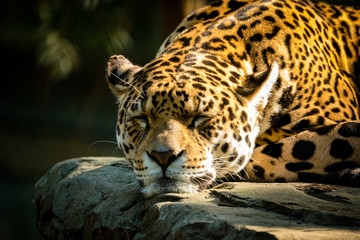 Jaguar schläft auf einem Felsen